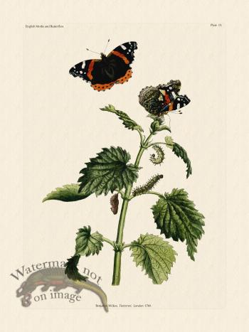 Wilkes Butterflies 013